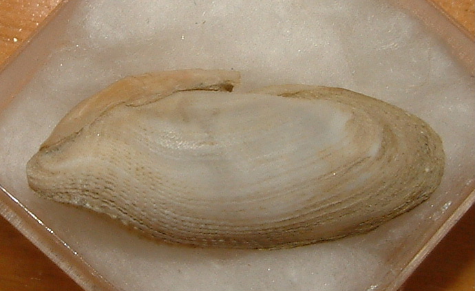Pholadidae nel legno